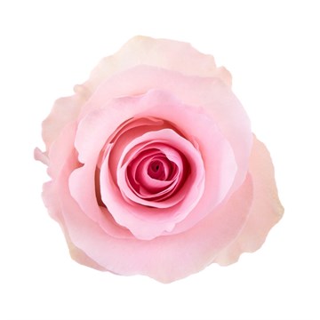 Роза-Rosa-Christa-60cm-QA 82054f68-4bc2-11f1-0a80-0dec007e9ba0