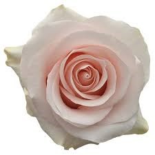 Роза-Rosa-Sweet Beat-60cm-QA dd04cebc-40b1-11f1-0a80-11260051db3e