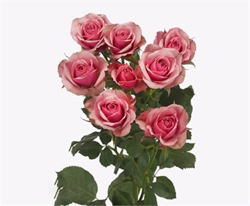 Роза куст-Rosa sp-Alexin-50cm-RS f9d80628-52e7-11f1-0a80-0b1c00012da7