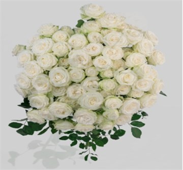 Роза куст-Rosa sp-Tonic Rosever-50cm-RS fa0c5f16-52e7-11f1-0a80-0b1c00012db3