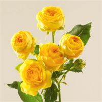 РОЗЫ Луна Трендсеттер 50 см (Россия) c36bde29-2aed-11ee-0a80-00640012819f