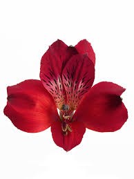 Альстромерия-Alstroemeria-Red Queen-70cm-QA 1bb850fc-df10-11ef-0a80-0e9f0023bc31