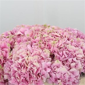 Гортензия-Hydrangea-Juliette-70cm-Bg 1e9a1d41-a3c0-11ed-0a80-04e200120ea1