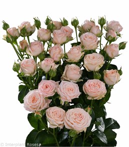 Роза куст-Rosa sp-Bombastic--53cm-Ti 02c4c356-4e4d-11ee-0a80-01f100118ef1