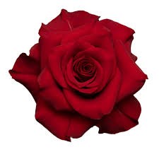 Роза-Rosa-Mamma Mia-50cm-QA 21b616d5-913f-11f0-0a80-10eb0035c293