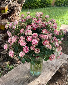 Роза куст-Rosa sp-Impressionist-50cm-RS 28193f69-dc4c-11ee-0a80-08d50006029f