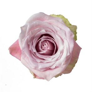 Роза-Rosa-Faith-50cm--QA 2f71b9f8-bfa9-11ec-0a80-0b4c000b3283