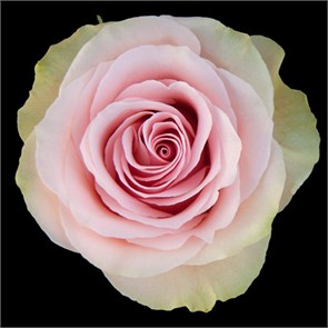 Роза-Rosa-Frutteto-50cm-IS 301690f9-bfa9-11ec-0a80-0b4c000b3433