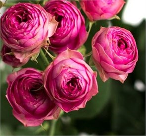Роза куст-Rosa sp-Giselle-50cm-Ge 35b48e42-b52e-11ed-0a80-08f7004217c7