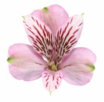 Альстромерия-Alstroemeria-Elegance-60cm--QA 3cc49872-19cb-11ef-0a80-07ed001271fd