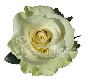 Роза-Rosa-Mondial-50cm-IS 3d138b10-bfa9-11ec-0a80-0b4c000b5b61