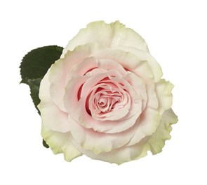 Роза-Rosa-Pink Mondial-50cm-IS 48dab395-bfa9-11ec-0a80-0b4c000b6c84