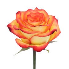 Роза-Rosa-High&amp;Magic-50cm-IS 54ae042d-7206-11f0-0a80-19a5000be220