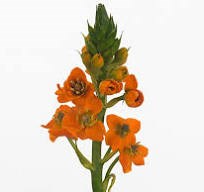 Орнитогалум-Ornithogalum-Sunray-50cm-So 5d3083f4-a679-11ef-0a80-02bd00129958