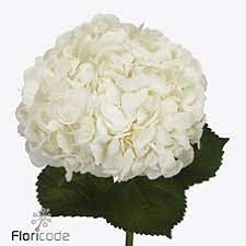 Гортензия-Hydrangea-Ice Age-60cm-Bg 5d401069-762d-11ed-0a80-0fd5002cacb9