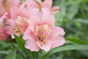 Альстромерия-Alstroemeria-Primadonna-60cm--QA 61f0b8ab-ea2a-11ef-0a80-15a4003a4315