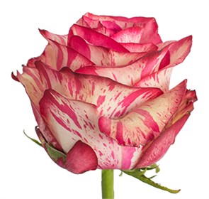 Роза-Rosa-Magic Times-50cm-IS 0afb4350-cc55-11ec-0a80-00f40068c253