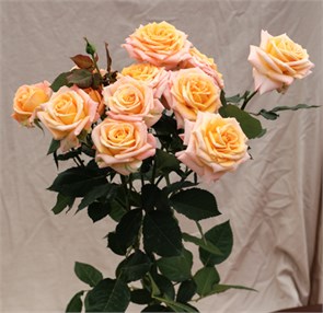 Роза куст-Rosa sp-Namaskar-60cm-RS 669c07b9-73f9-11ee-0a80-096a0026729a