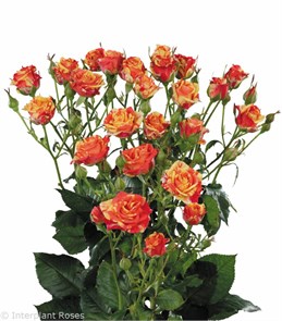 Роза куст-Rosa sp-Fire Flash-50cm-Si 70ef576d-9c96-11f0-0a80-1450000c0482