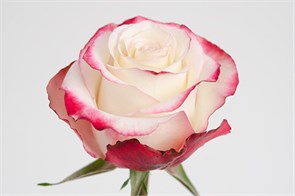 Роза-Rosa-Sweetness-50cm-IS 750bb723-cc55-11ec-0a80-0d2d006875f0