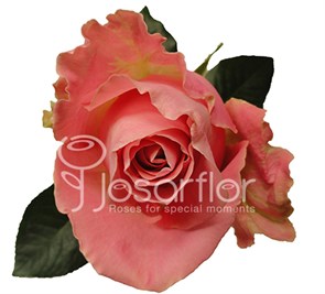 Роза-Rosa-Hermosa-60cm-QA 75a8740e-bfa9-11ec-0a80-0b4c000bcdc3