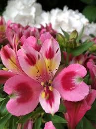 Альстромерия-Alstroemeria-Flamingo-60cm-QA 76ea402e-295c-11ef-0a80-0608003652e2