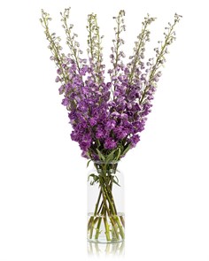 Дельфиниум-Delphinium-Magenta Mojo-120cm-/Bg 7827646c-864c-11f0-0a80-04c200357f9f