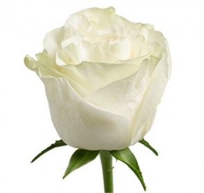 Роза-Rosa-Moonstone-60cm-QA 8afa2c72-bfa9-11ec-0a80-0b4c000bf624