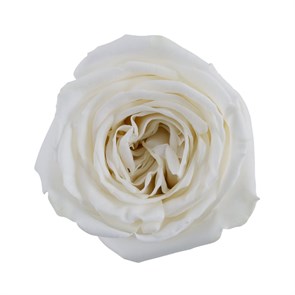 Роза-Rosa-Playa Blanca--60cm-QA 8c7037db-bfa9-11ec-0a80-0b4c000bf7e4