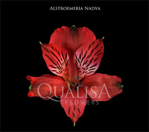 Альстромерия-Alstroemeria-Nadya Red-70cm-QA 94961eed-bfa8-11ec-0a80-0b4c000a7a01