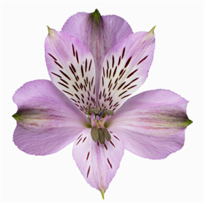 Альстромерия-Alstroemeria-Galaxy-60cm-QA 94fd8bd8-bfa8-11ec-0a80-0b4c000a7a4a