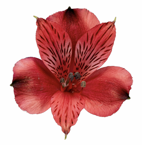 Альстромерия-Alstroemeria-Lucia-70cm-QA 958f8a58-bfa8-11ec-0a80-0b4c000a7bb9