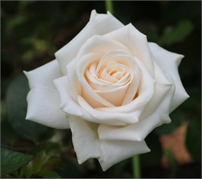 Роза-Rosa-Vendela-60cm-QA 9844ef2e-bfa9-11ec-0a80-0b4c000c0a0d