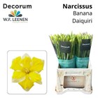 Нарцис-Narcissus-Ov-45cm/30gr 45554053-1ae2-11f1-0a80-038200230121
