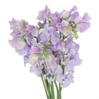 Латирус-Lathyrus-Laven Wedding-50cm 45d5a8af-4f75-11f1-0a80-0be800241577