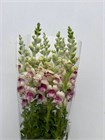 Антирринум бело-фиолетовый (Краснодар) 45e81813-4c9b-11f1-0a80-15570035e63e