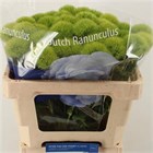 Гвоздика-Dianthus-Barb Green Trick-50cm 462cc00f-4f75-11f1-0a80-0be80024158e