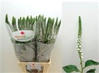 Лизимахия-Lysimachia-Moonlight-60cm 465f139a-4f75-11f1-0a80-0be80024159d