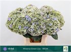 Гортензия-Hydrangea-M My Minerva Cl-80cm 46fb9f1e-4f75-11f1-0a80-0be8002415c8