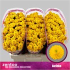 Хризантема сант-Chrysant sant-Aurinko-55cm-110gr 4731fa88-4f75-11f1-0a80-0be8002415cb