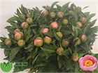 Пион-Paeonia-S Salmon Saucer-60cm 474009f4-4f75-11f1-0a80-0be8002415ce