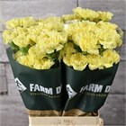 Гвоздика-Dianthus-St Ilias-70cm 47564a1a-4f75-11f1-0a80-0be8002415d4