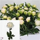 Пион-Paeonia-Princess Bride-60cm 475b15fa-4f75-11f1-0a80-0be8002415d7