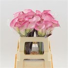 Калла-Zantedechia-Capt Alma-55cm 4885d822-3373-11f1-0a80-11d6000062cd