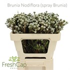 Бруния-Brunia-Nodiflora (spray Brunia)-50cm 488ec134-3373-11f1-0a80-11d6000062d0