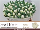 Тюльпан-Tulip-Du White Foxtrot-38cm-36gr 4898bbc7-3373-11f1-0a80-11d6000062d3