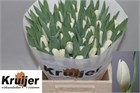 Тюльпан-Tulip-En Kosmos-40cm-42gr 48abe45e-3373-11f1-0a80-11d6000062d9