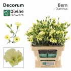 Гвоздика-Dianthus-Te Solomio Bern-60cm 4bc32062-4ae7-11f1-0a80-0dec00647a06