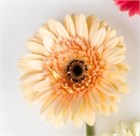 Гербера Гермини (Россия) 4dd391a9-2366-11f1-0a80-0e030005ee8a
