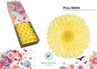 Гербера-Gerbera-Gr Full Moon Diamond X45-50cm 4ea3419c-2f39-11f1-0a80-01b300058fc4